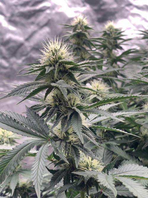 Eternity Grow Cup 2. Week 11 - 4/5 - D82 (D29 flowering) #Sb2