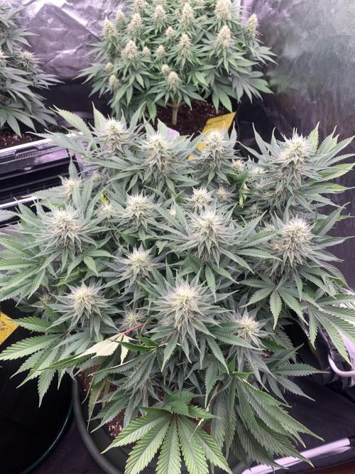 Eternity Grow Cup 2. Week 12 - 11/5 - D89 (D36 flowering) #SB1