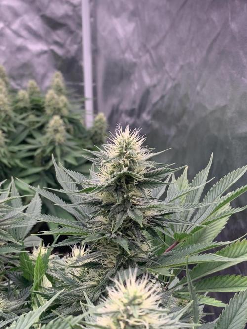 Eternity Grow Cup 2. Week 12 - 11/5 - D89 (D36 flowering) #SB1