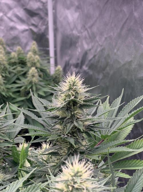 Eternity Grow Cup 2. Week 12 - 11/5 - D89 (D36 flowering) #SB1