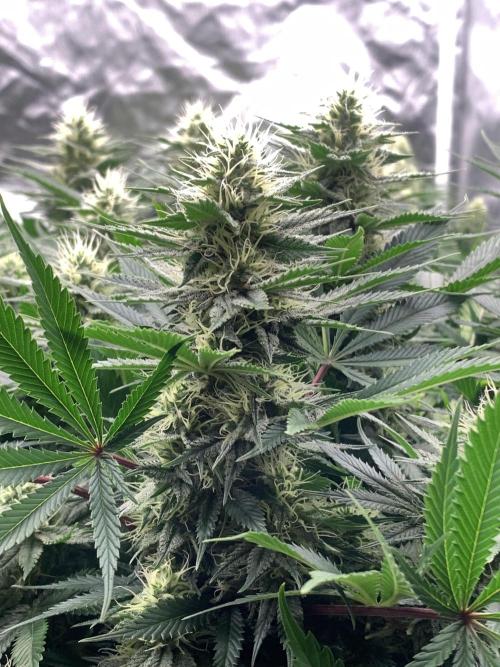 Eternity Grow Cup 2. Week 12 - 11/5 - D89 (D36 flowering) #SB1