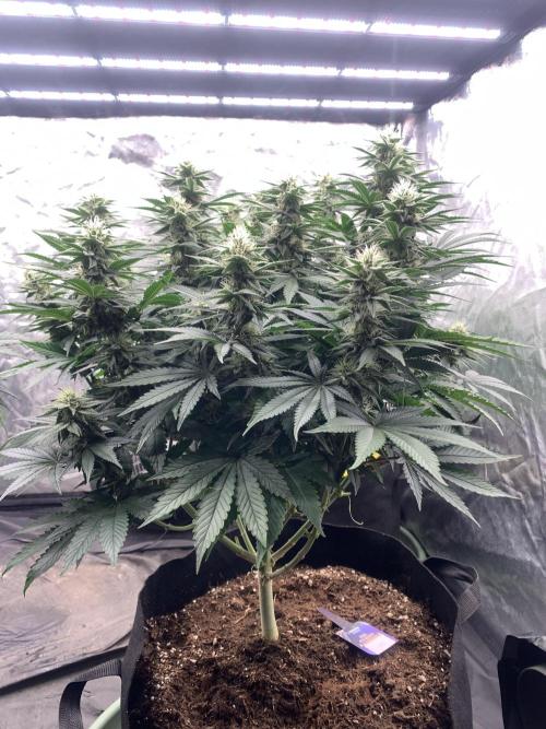 Eternity Grow Cup 2. Week 12 - 11/5 - D89 (D36 flowering) #SB2