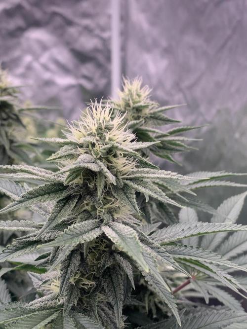 Eternity Grow Cup 2. Week 12 - 11/5 - D89 (D36 flowering) #SB2
