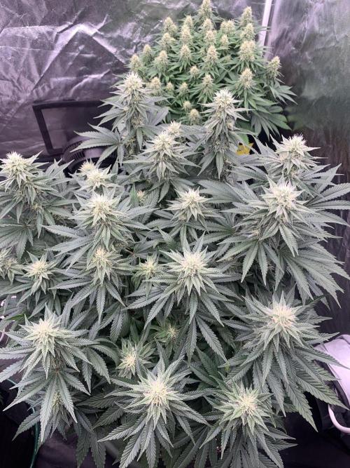 Eternity Grow Cup 2. Week 12 - 11/5 - D89 (D36 flowering) #SB2