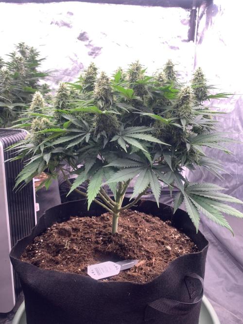 Kritikal K. Week 12 - 11/5 - D89 (D36 flowering) #KK1