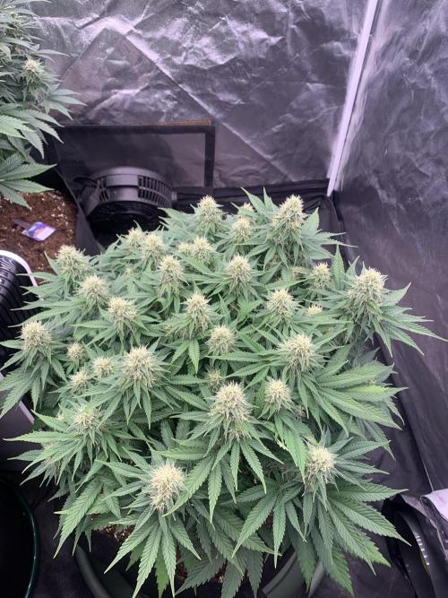 Kritikal K. Week 12 - 11/5 - D89 (D36 flowering) #KK1