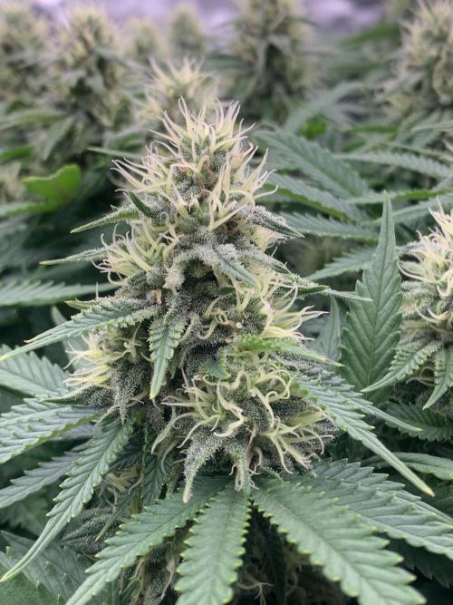 Kritikal K. Week 12 - 11/5 - D89 (D36 flowering) #KK1