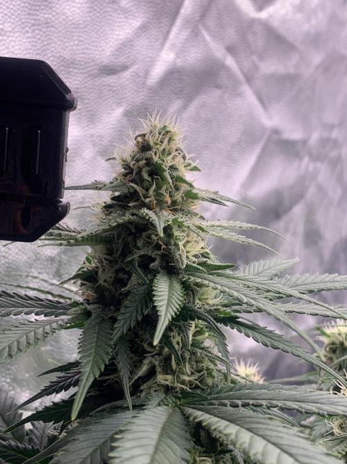 Kritikal K. Week 12 - 11/5 - D89 (D36 flowering) #KK2
