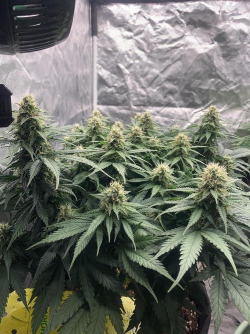 Kritikal K. Week 12 - 11/5 - D89 (D36 flowering) #KK2