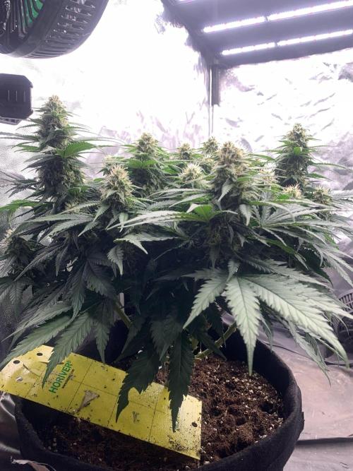 Kritikal K. Week 12 - 11/5 - D89 (D36 flowering) #KK2