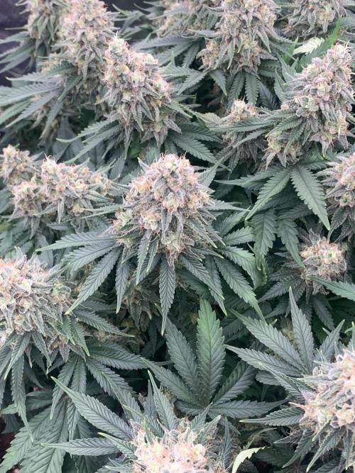 Kritikal K. Week 15 - 31/6 - D109 ( D56 flowering) - KK1
