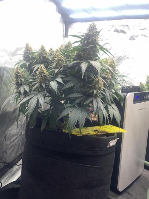 Kritikal K. Week 15 - 31/6 - D109 ( D56 flowering) #KK2