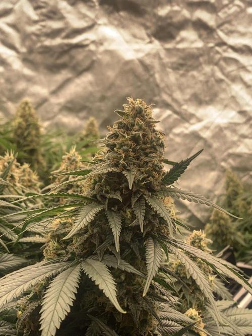Kritikal K. Week 15 - 31/6 - D109 ( D56 flowering) #KK2