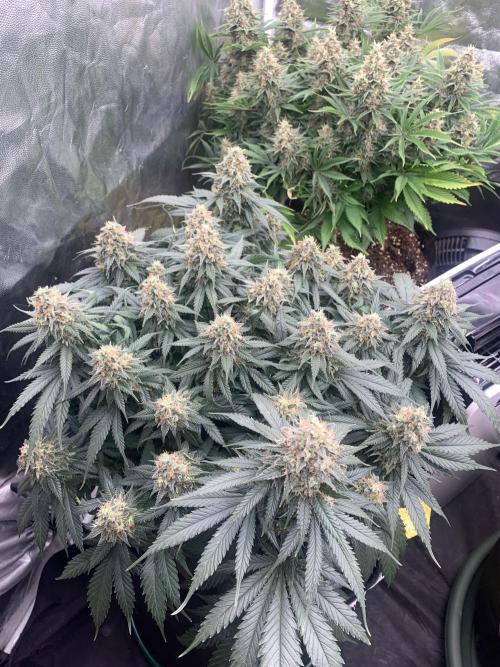 Kritikal K. Week 15 - 31/6 - D109 ( D56 flowering) #KK2