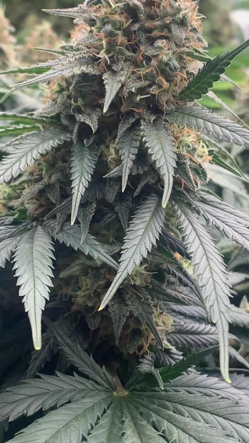 Kritikal K