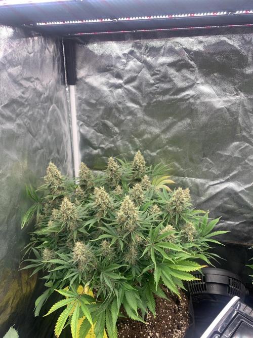 Eternity Grow Cup 2. Week 15 - 31/6 - D109 ( D56 flowering) #Sb1