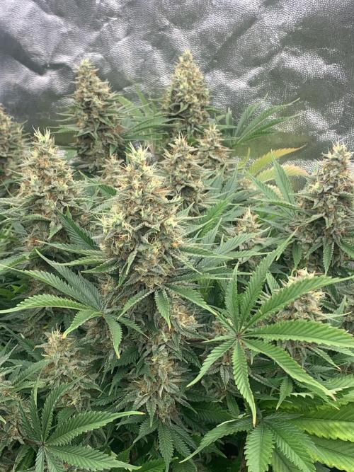 Eternity Grow Cup 2. Week 15 - 31/6 - D109 ( D56 flowering) #Sb1