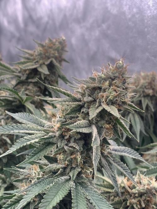 Eternity Grow Cup 2. Week 15 - 31/6 - D109 ( D56 flowering) #Sb2