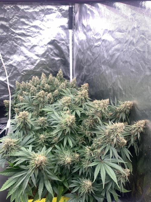 Eternity Grow Cup 2. Week 15 - 31/6 - D109 ( D56 flowering) #Sb2