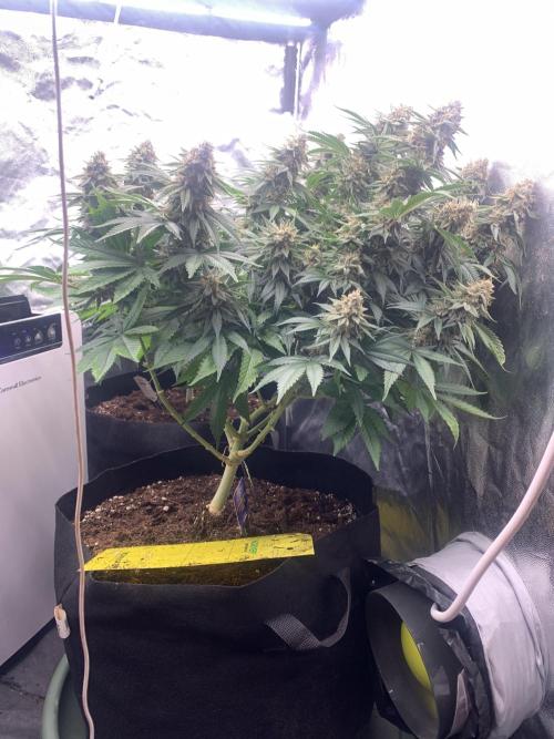 Eternity Grow Cup 2. Week 15 - 31/6 - D109 ( D56 flowering) #Sb2
