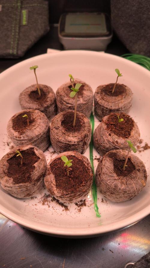 Mix it 2026 Outdoor Germany. Week 1 - Alle sind raus😁