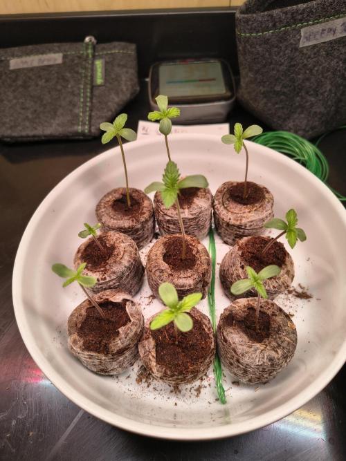 Mix it 2026 Outdoor Germany. Week 1 - 30.01.26