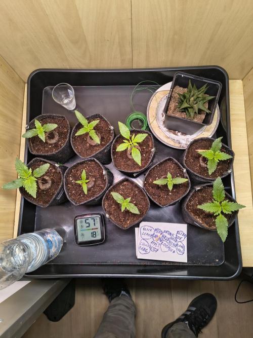 Mix it 2026 Outdoor Germany. Week 2 - 10.02.26