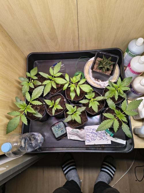 Mix it 2026 Outdoor Germany. Week 3 - 14.02.26 getopt und Mykorrhiza wurde in die Erde eingearbeitet 