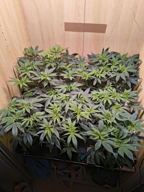 Mix it 2026 Outdoor Germany. Week 11 - 08.04.26