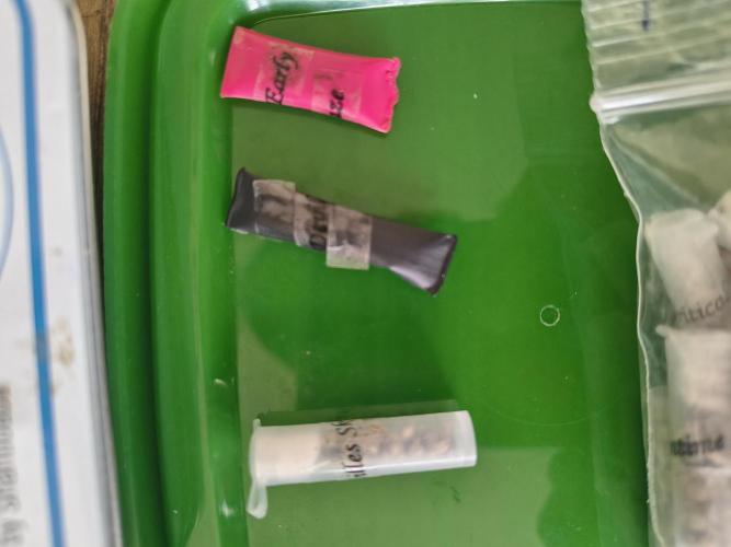 Mix it 2026 Outdoor Germany. Week 12 - Neville's Skunk, Devil, Early Haze 
