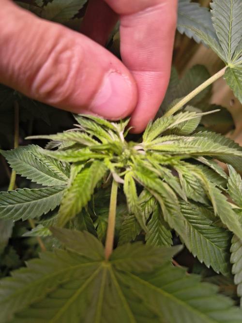 Mix it 2026 Outdoor Germany. Week 12 - Sour Diesel 8 Blätter an einer node