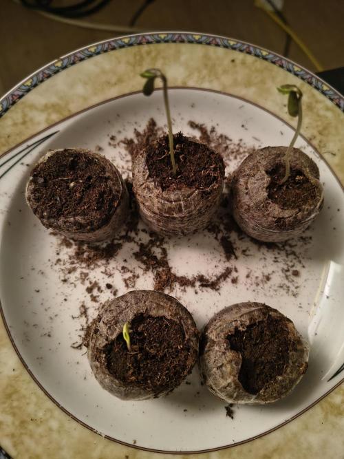 Mr Nice Male Hunt. Week 0