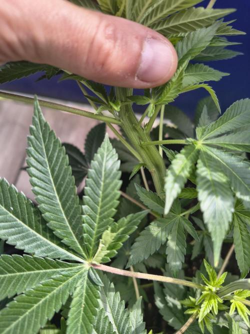 Mix it 2026 Outdoor Germany. Week 13 - Sour Diesel Mutant 