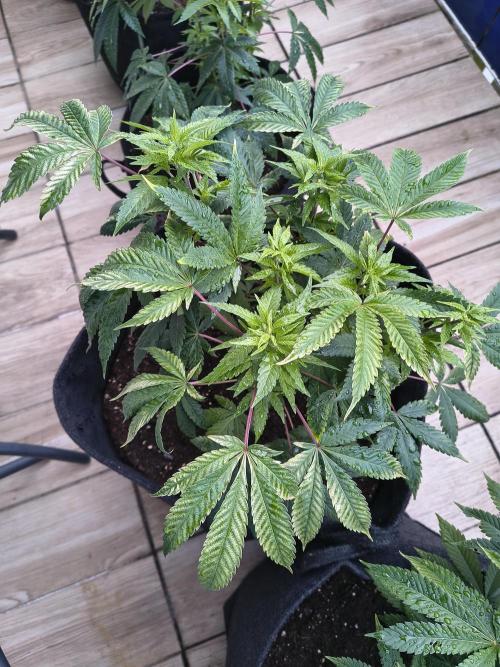 Mix it 2026 Outdoor Germany. Week 14 - Chocobang 
