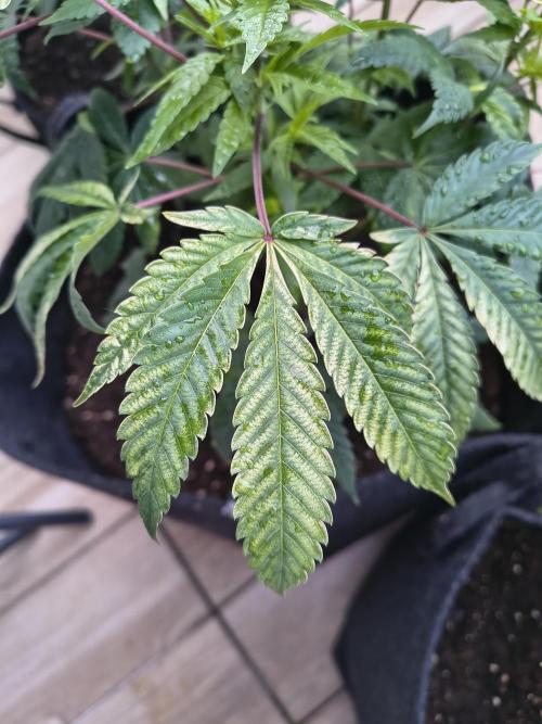 Mix it 2026 Outdoor Germany. Week 14 - Chocobang 
