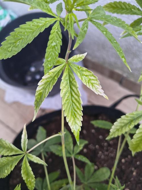 Mix it 2026 Outdoor Germany. Week 14 - Skunk Haze 
