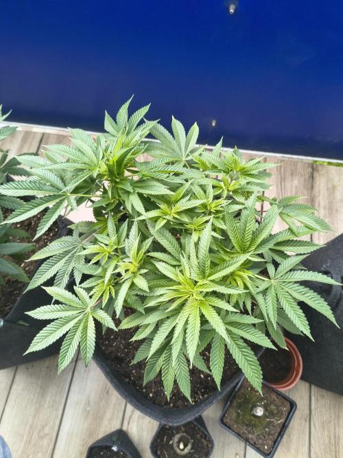 Mix it 2026 Outdoor Germany. Week 16 - 14.05.26 Sour Diesel ⛽