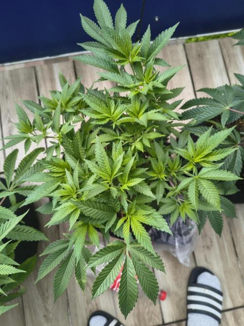 Mix it 2026 Outdoor Germany. Week 16 - 14.05.26 GDP 💜