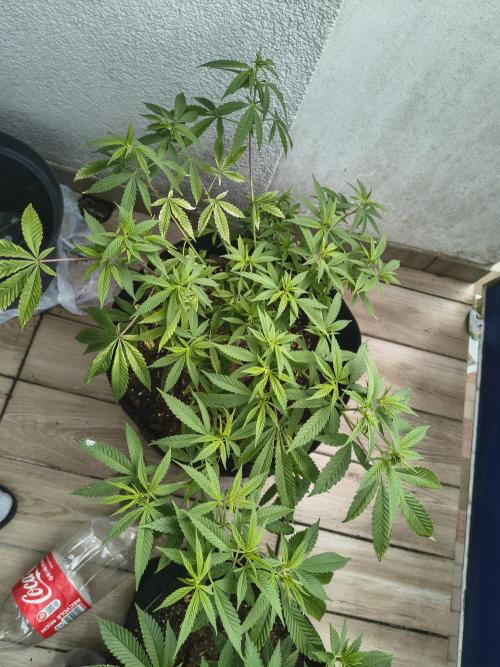 Mix it 2026 Outdoor Germany. Week 16 - 14.05.26 Skunk Haze ?