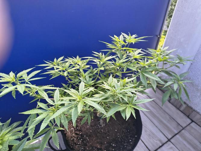 Mix it 2026 Outdoor Germany. Week 16 - Skunk haze