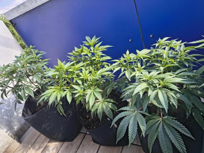 Mix it 2026 Outdoor Germany. Week 16 - From left apple Betty,GDP, Black Lemon 