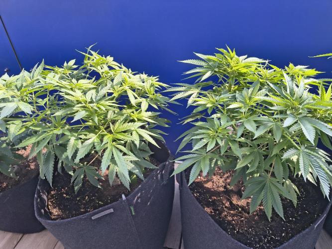 Mix it 2026 Outdoor Germany. Week 16 - Left Chocobang 
Right sour Diesel 