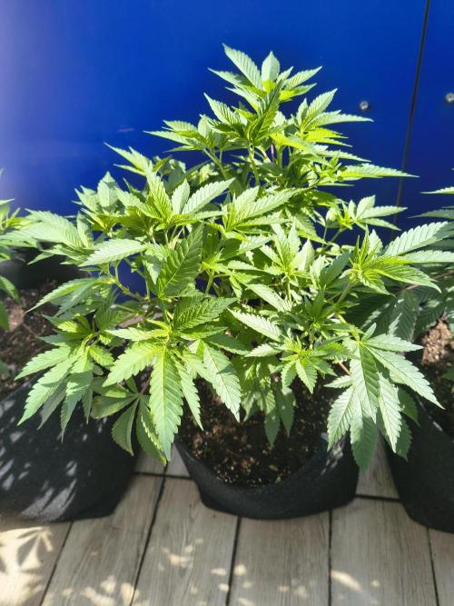 Mix it 2026 Outdoor Germany. Week 16 - GDP