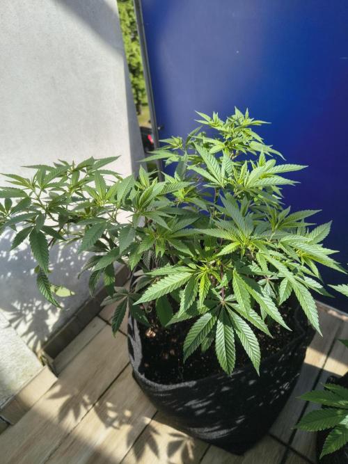 Mix it 2026 Outdoor Germany. Week 16 - Apple Betty 