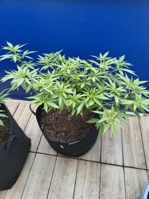 Mix it 2026 Outdoor Germany. Week 17 - 20.05.26 Skunk Haze 