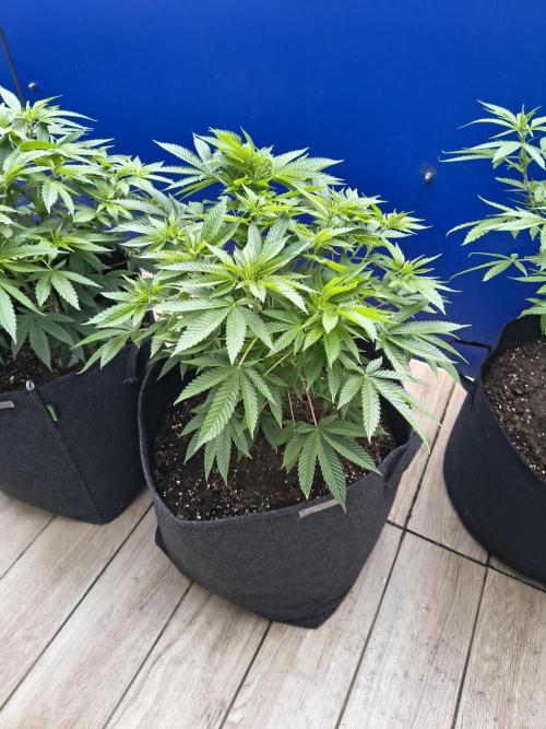 Mix it 2026 Outdoor Germany. Week 17 - 20.05.26 Sour Diesel ⛽