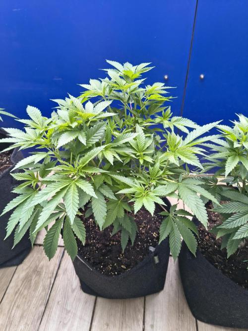 Mix it 2026 Outdoor Germany. Week 17 - 20.05.26 GDP