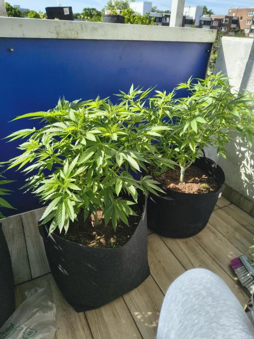 Mix it 2026 Outdoor Germany. Week 17 - 24.05.26left SourD right SkunkHz