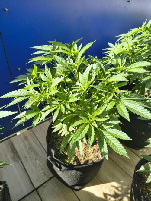 Mix it 2026 Outdoor Germany. Week 17 - 24.05.26 GDP 💜