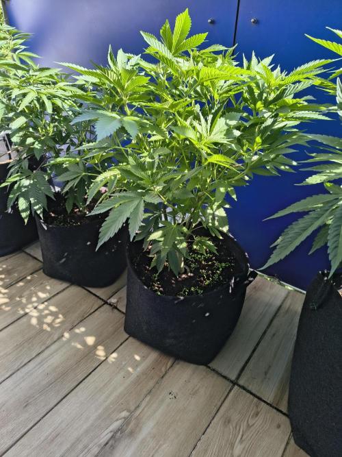 Mix it 2026 Outdoor Germany. Week 17 - 26.05.26 GDP 💜